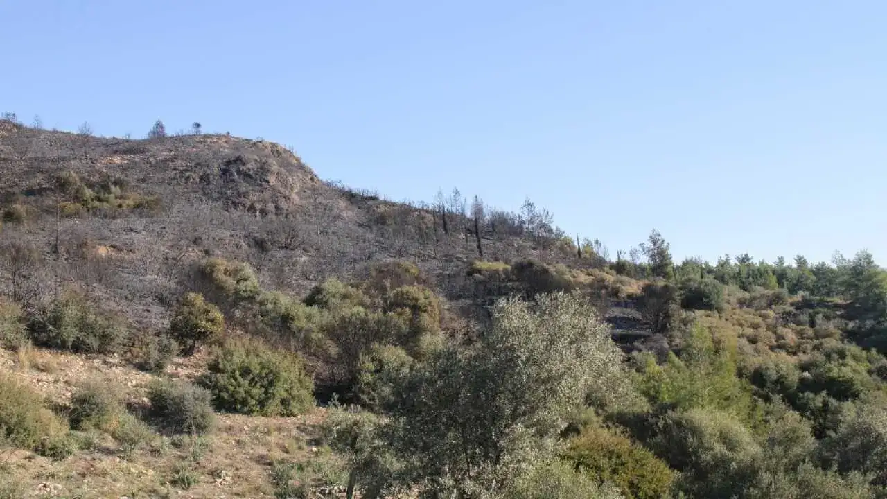 Serik’te Gece Boyu Süren Yangının Bilançosu Sabah Netleşti 1